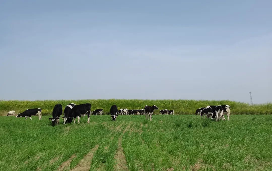 繼往開來 · 再創輝煌 | 花花牛乳業集團召開9月營銷、養殖及飼料月度經營工作會議